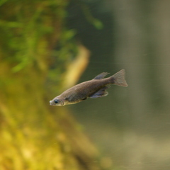 Black Buntingi photo 1