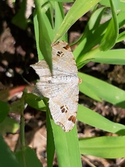 Macaria alternata