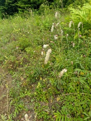 Sanguisorba tenuifolia
