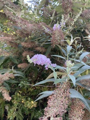 Buddleja davidii