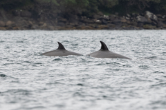 Hyperoodon ampullatus