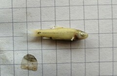 Enteromius punctitaeniatus