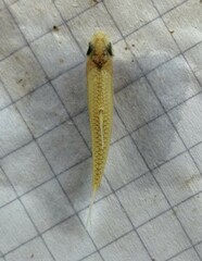 Enteromius punctitaeniatus