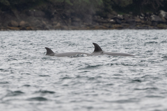 Hyperoodon ampullatus