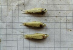 Enteromius punctitaeniatus