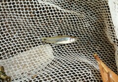 Enteromius punctitaeniatus