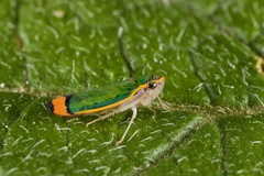 Stephanolla rufoapicata