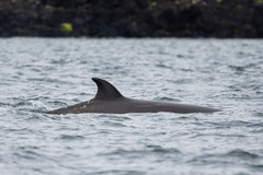 Hyperoodon ampullatus