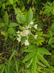 Hydrangea petiolaris