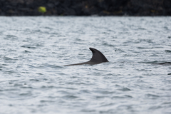 Hyperoodon ampullatus