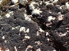 Andreaea nivalis