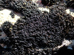 Andreaea nivalis