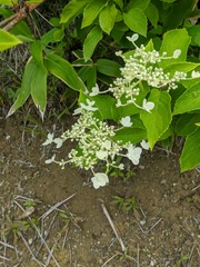 Hydrangea petiolaris