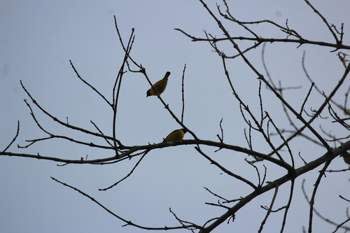 Scrub Euphonia (Euphonia affinis), photo 4
