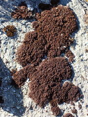 Andreaea nivalis