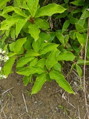 Hydrangea petiolaris