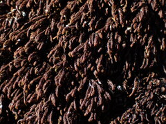Andreaea nivalis