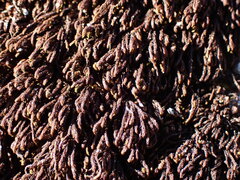 Andreaea nivalis