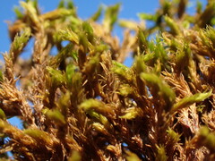 Racomitrium macounii