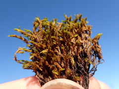 Racomitrium macounii