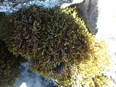 Racomitrium macounii