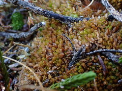 Sphagnum compactum