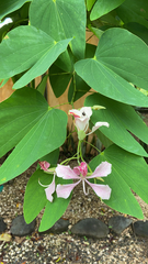 Bauhinia monandra