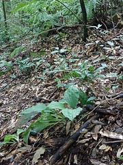 Calanthe triplicata