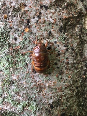 Graptopsaltria nigrofuscata