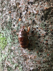 Graptopsaltria nigrofuscata