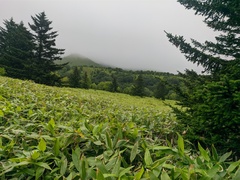 Abies sachalinensis
