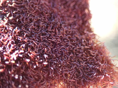 Gymnomitrion brevissimum