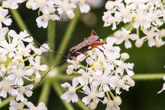 Exetastes adpressorius