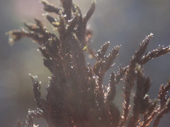 Grimmia ramondii