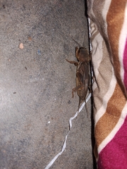 Gryllotalpa orientalis