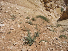Cirsium arizonicum