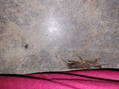 Gryllotalpa orientalis