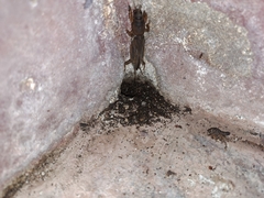 Gryllotalpa orientalis