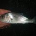 South American Silver Croaker - Photo (c) karsten_s, some rights reserved (CC BY), uploaded by karsten_s