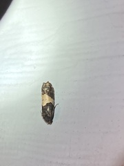 Epiblema tripartitana