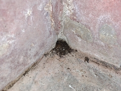 Gryllotalpa orientalis