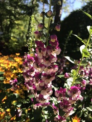 Digitalis lanata