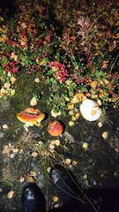 Amanita muscaria