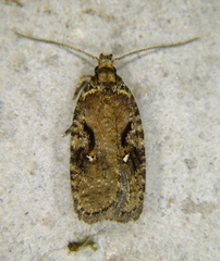 Agonopterix hyperella