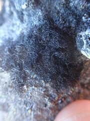 Pseudephebe minuscula