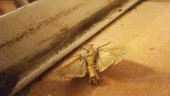 Apamea monoglypha