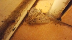 Apamea monoglypha