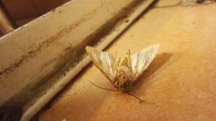 Apamea monoglypha
