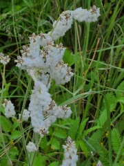 Froelichia arizonica