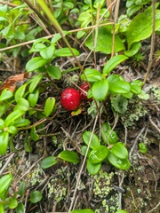 Vaccinium praestans